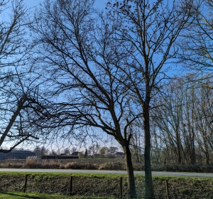 Verwijderen van boom langs sloot en weg met klimtechniek. - Hoveniersbedrijf C.K. van Mourik - Buurmalsen - West Betuwe - Culemborg - Tiel - Meteren - Deil - Avezaath - Zoelen