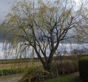 Vast onderhoud aan grote treurwilg, uitdunnen i.p.v. kandelaberen. - Hoveniersbedrijf C.K. van Mourik - Buurmalsen - West Betuwe - Culemborg - Tiel - Meteren - Deil - Avezaath - Zoelen