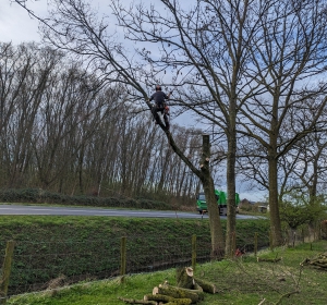 Het verwijderen van een boom op een lastige plaats. - Hoveniersbedrijf C.K. van Mourik - Buurmalsen - West Betuwe - Culemborg - Tiel - Meteren - Deil - Avezaath - Zoelen