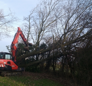 Grote boom verwijderen met midi-graver en sorteergrijper - Hoveniersbedrijf C.K. van Mourik Geldermalsen